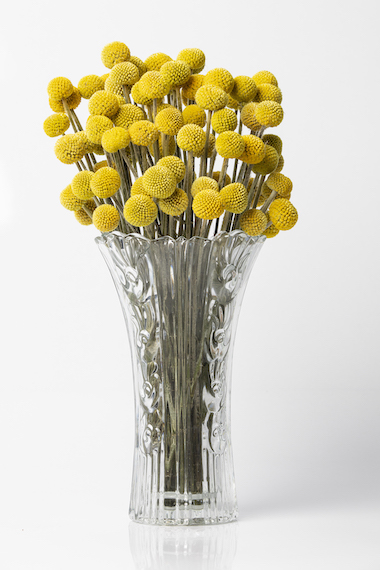 Also known as the billy button, or drumstick. It has a brilliant yellow hue and dense spherical shape. It makes a striking addition to both fresh and dried arrangements. 