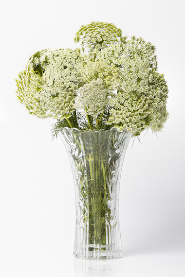 It is a species of flowering plant in the carrot family. It has compound umbels bearing small, greenish-white flowers, resembling lace work. It adds a ferny, delicate look to bouquets.