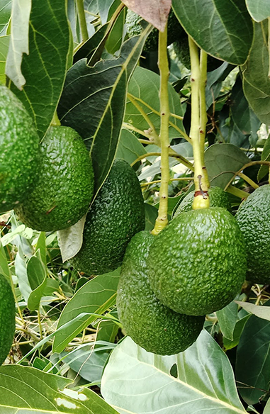 The Hass avocado is a cultivar of avocado with dark green–colored, bumpy skin. It was first grown and sold by Southern California mail carrier and amateur horticulturist Rudolph Hass, who also gave it his name. The Hass avocado is a large-sized fruit weighing 200 to 300 grams.