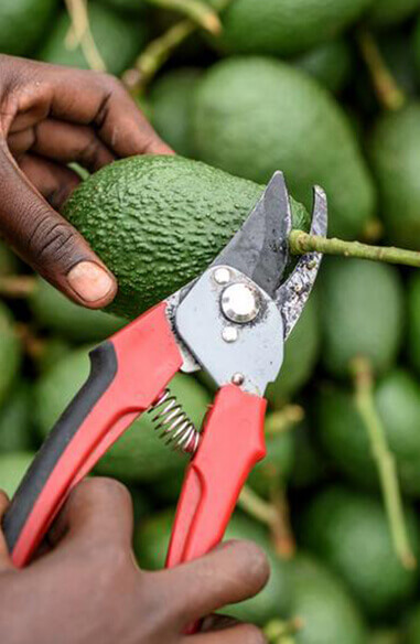 The Hass avocado is a cultivar of avocado with dark green–colored, bumpy skin. It was first grown and sold by Southern California mail carrier and amateur horticulturist Rudolph Hass, who also gave it his name. The Hass avocado is a large-sized fruit weighing 200 to 300 grams. 