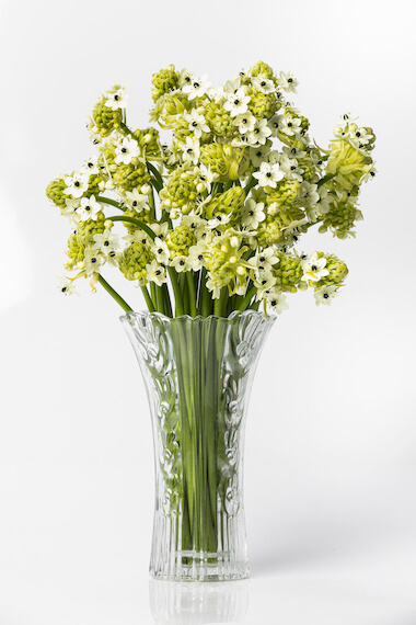 An annual flower which produces a tout stem with a pyramid shaped head which when mature has at least one white floret. Inflorescence bears white flowers with a black pistil.