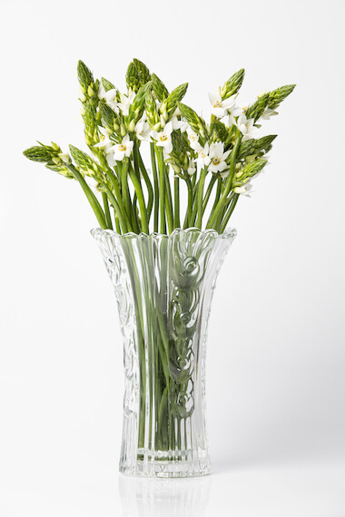 It has wide, star shaped flowers that are a combination of white and green. The flowers are clustered to form a conical spike on top of each stem. Each inflorescence bears 20-30 white flowers.